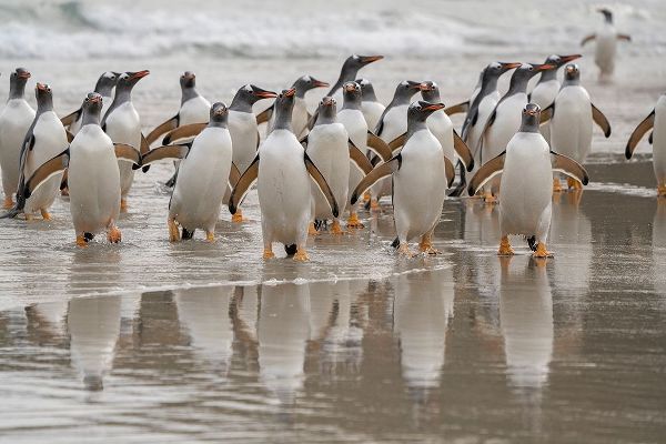 Falkland Islands-Grave Cove Gentoo penguins emerging from ocean